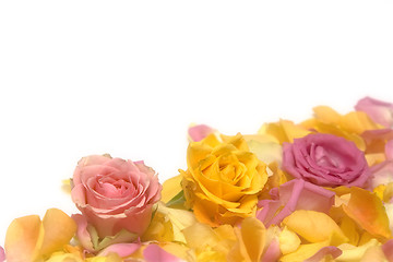 Image showing Rose petals