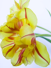 Image showing Yellow tulip