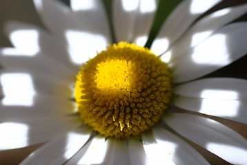 Image showing A square flower.