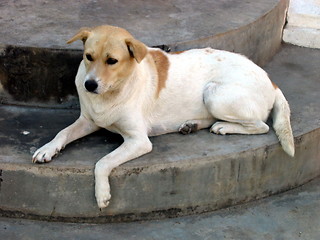 Image showing Stair dog