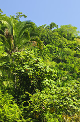 Image showing Tropical jungle background