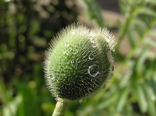 Image showing poppy bud