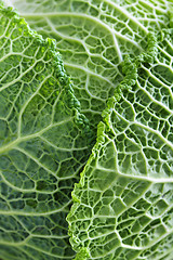 Image showing Closeup of green cabbage leaves