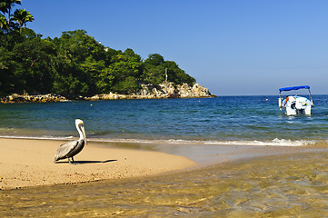 Image showing Pelican on beach in Mexico