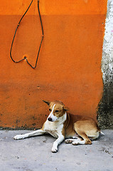 Image showing Dog near colorful wall in Mexican village