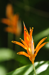 Image showing Tropical orange heliconia flower