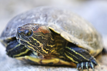 Image showing Red eared slider turtle