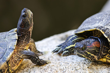 Image showing Red eared slider turtles