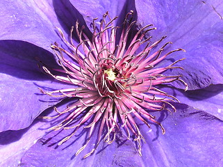 Image showing clematis stamen