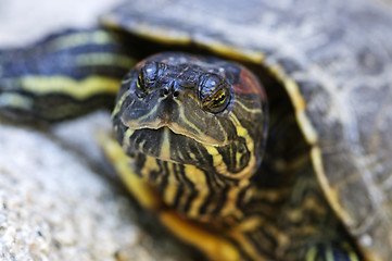 Image showing Red eared slider turtle