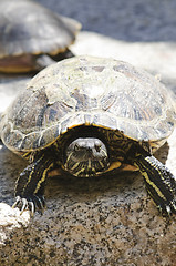 Image showing Red eared slider turtle