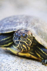 Image showing Red eared slider turtle