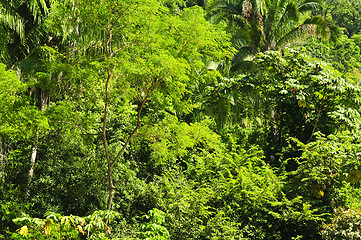 Image showing Tropical jungle background