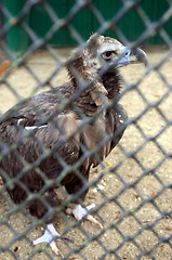 Image showing eagle in the cage