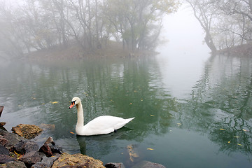 Image showing swan