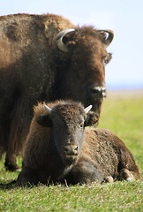 Image showing buffalos