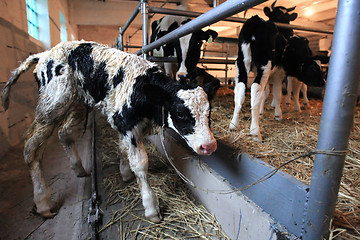 Image showing calf on the farm