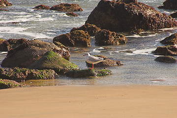 Image showing Seagull on rocky shore