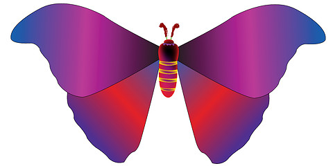 Image showing butterfly