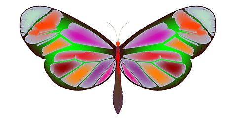 Image showing butterfly 3