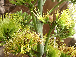 Image showing Lush green