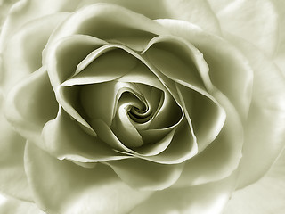 Image showing Rose