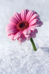 Image showing Gerbera