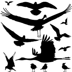 Image showing birds silhouettes