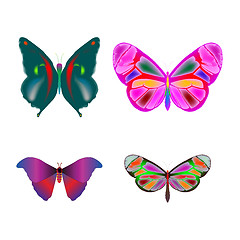 Image showing butterflies collection (only jpeg)