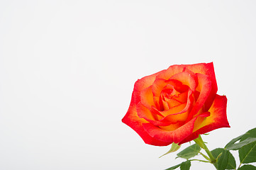 Image showing Close Up of a Beautiful Sunset Rose