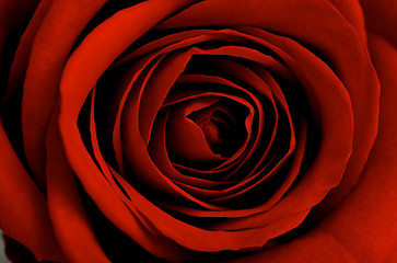 Image showing Red rose close-up