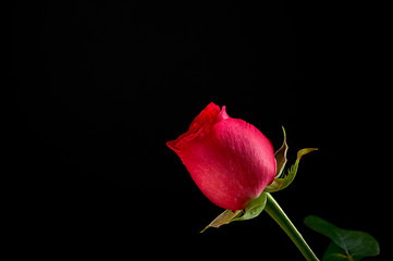 Image showing Single Red Rose on Black Background