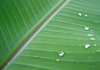 Image showing banana plant leaf with dew drops