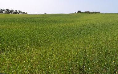 Image showing Green meadow