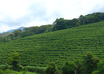 Image showing coffee plantation