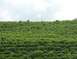 Image showing coffee plantation