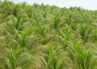 Image showing coconut trees plantation