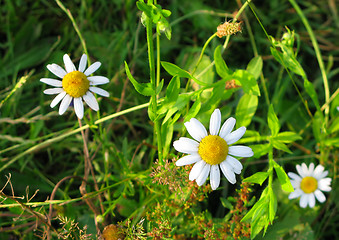 Image showing Three daisies