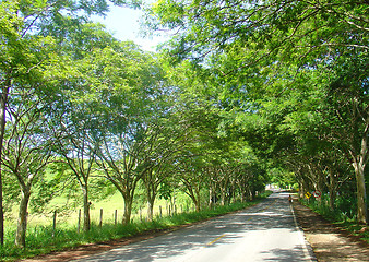 Image showing Road path of trees