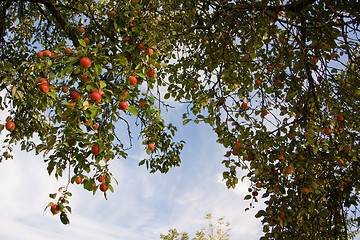 Image showing The bunch of apples