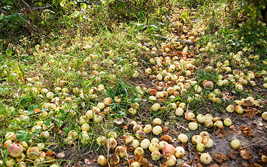 Image showing Apples on the ground