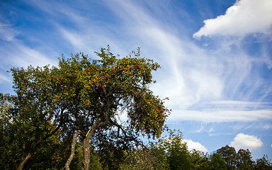 Image showing Orchard in the autumn