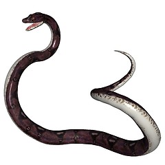 Image showing Snake