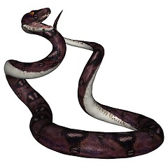 Image showing Snake