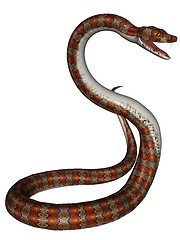 Image showing Snake