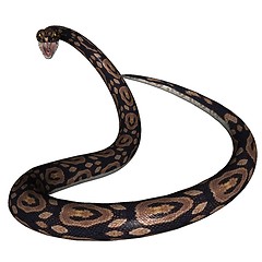 Image showing Snake