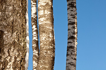 Image showing Birch-1.0.jpg