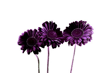 Image showing Gerbera - Purple dream