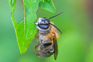 Image showing bee