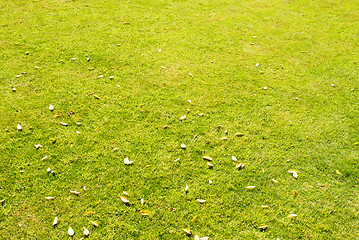 Image showing green grass